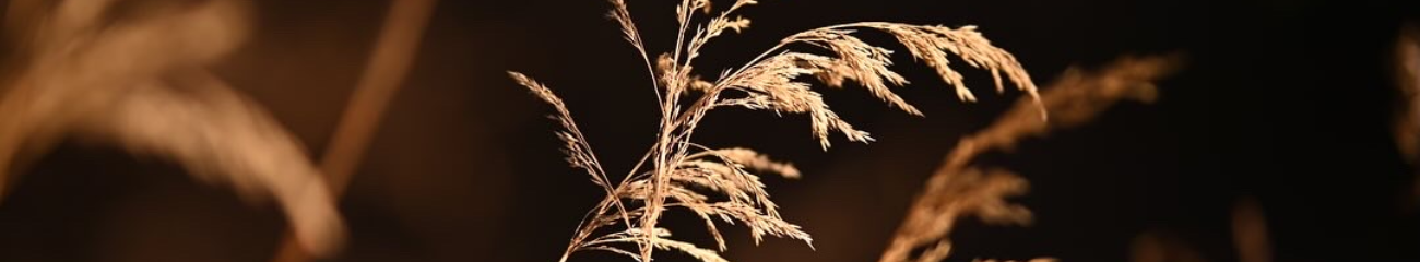 Image Nature Image Nature